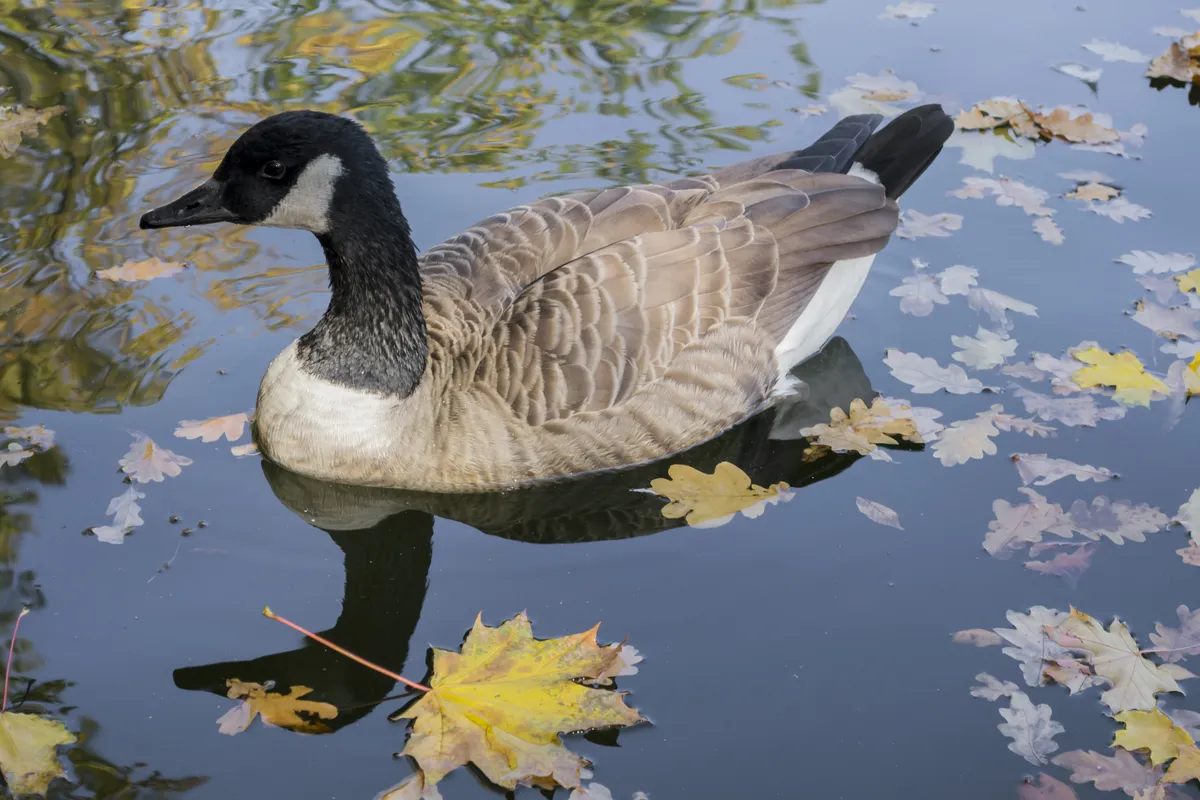 Branta canadensis