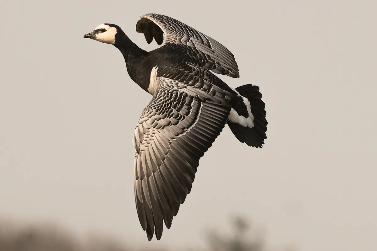 Barnacle Goose