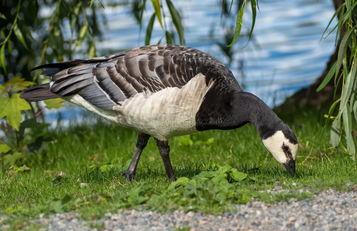 Barnacle Goose