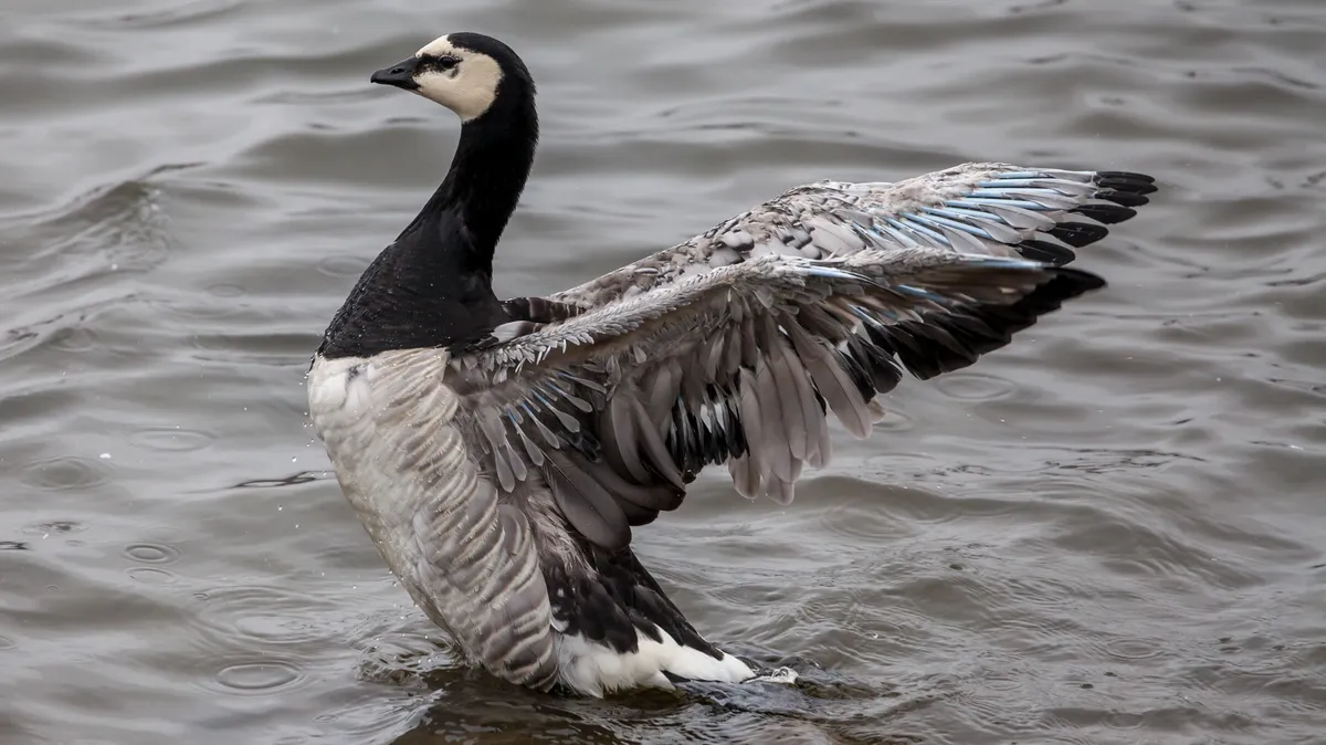 Barnacle Goose