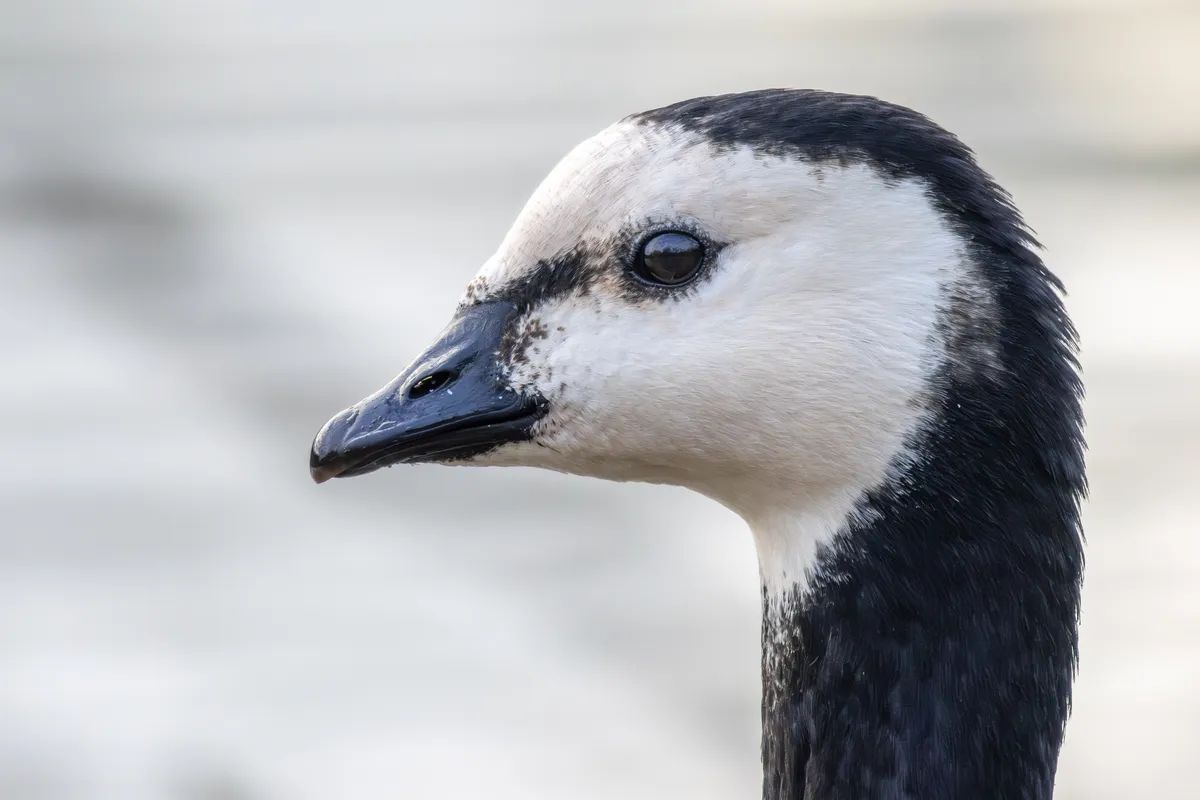 Barnacle Goose