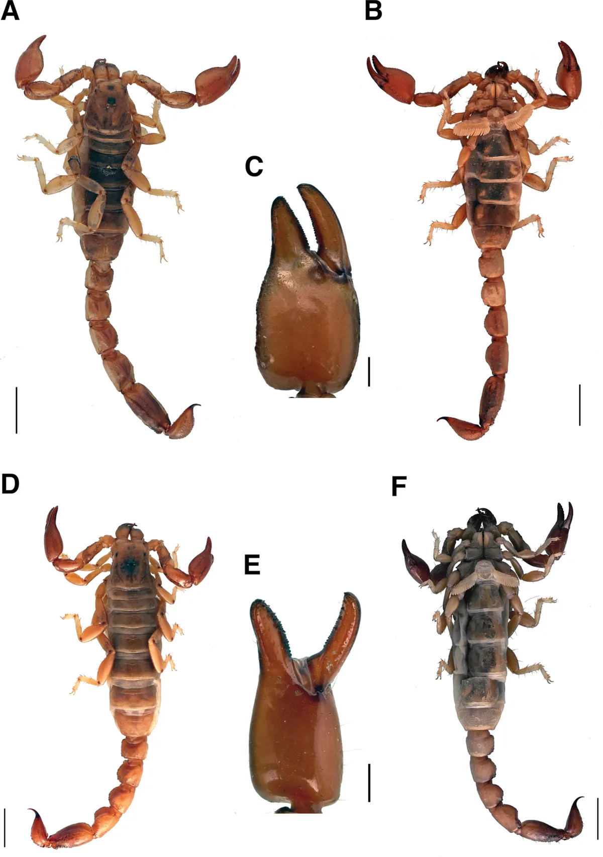 Brazilobothriurus pantanalensis