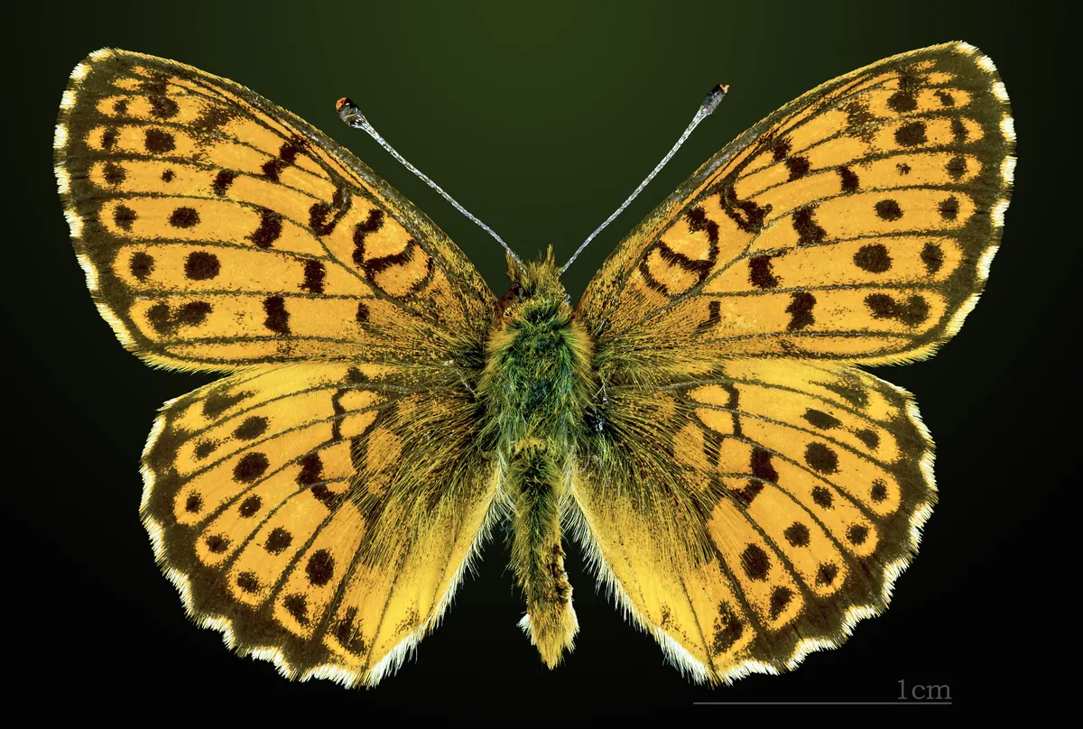 Lesser Marbled Fritillary