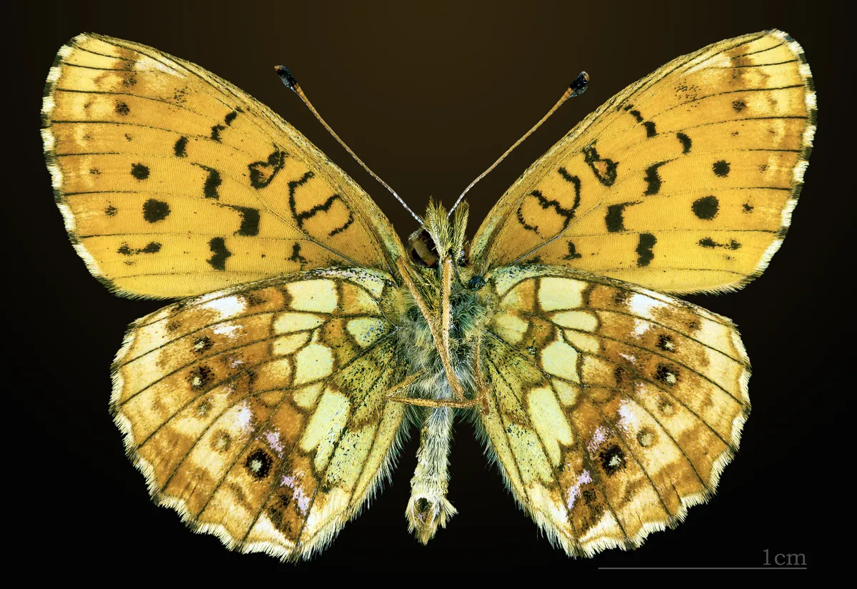 Lesser Marbled Fritillary
