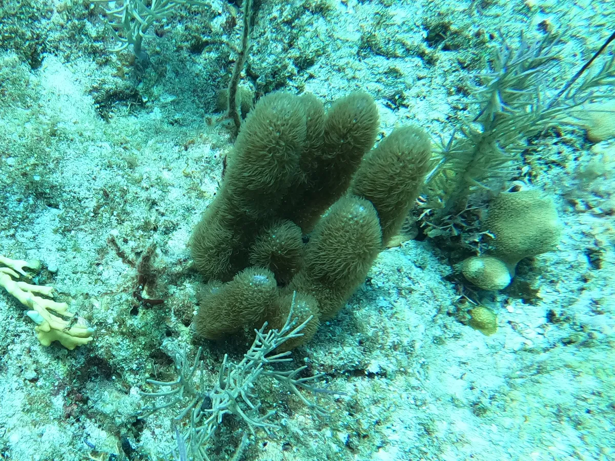 Corky Sea Finger
