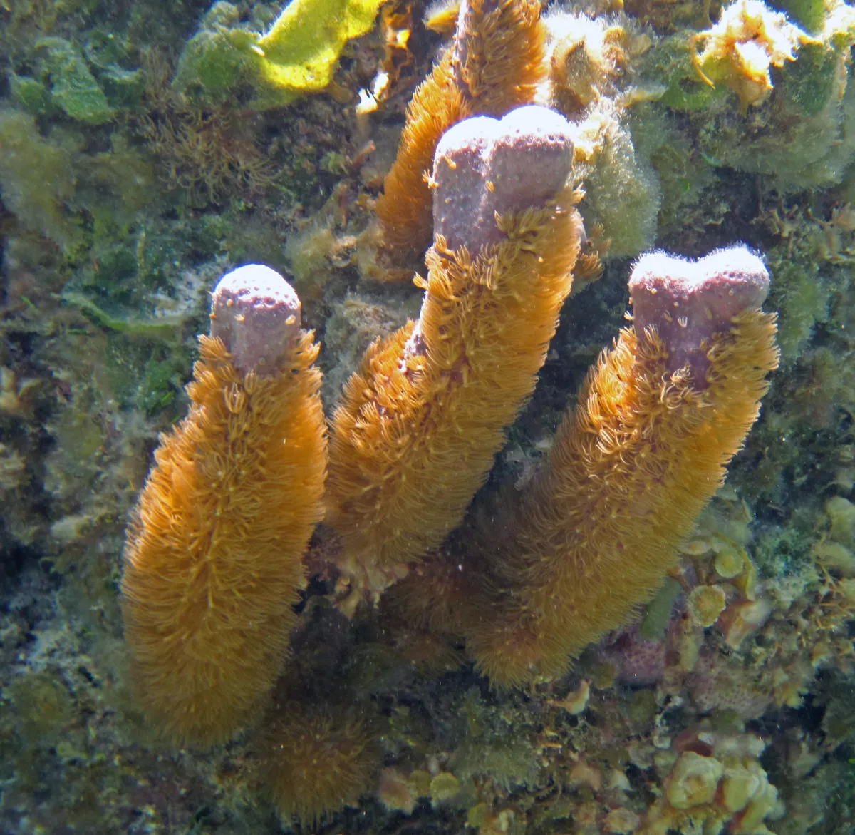 Corky Sea Finger