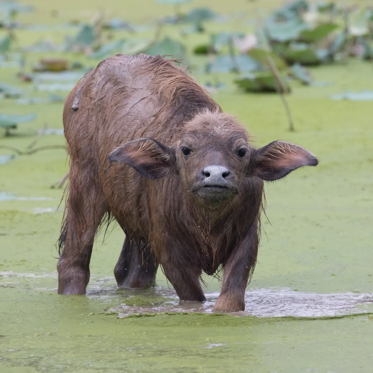 Water Buffalo