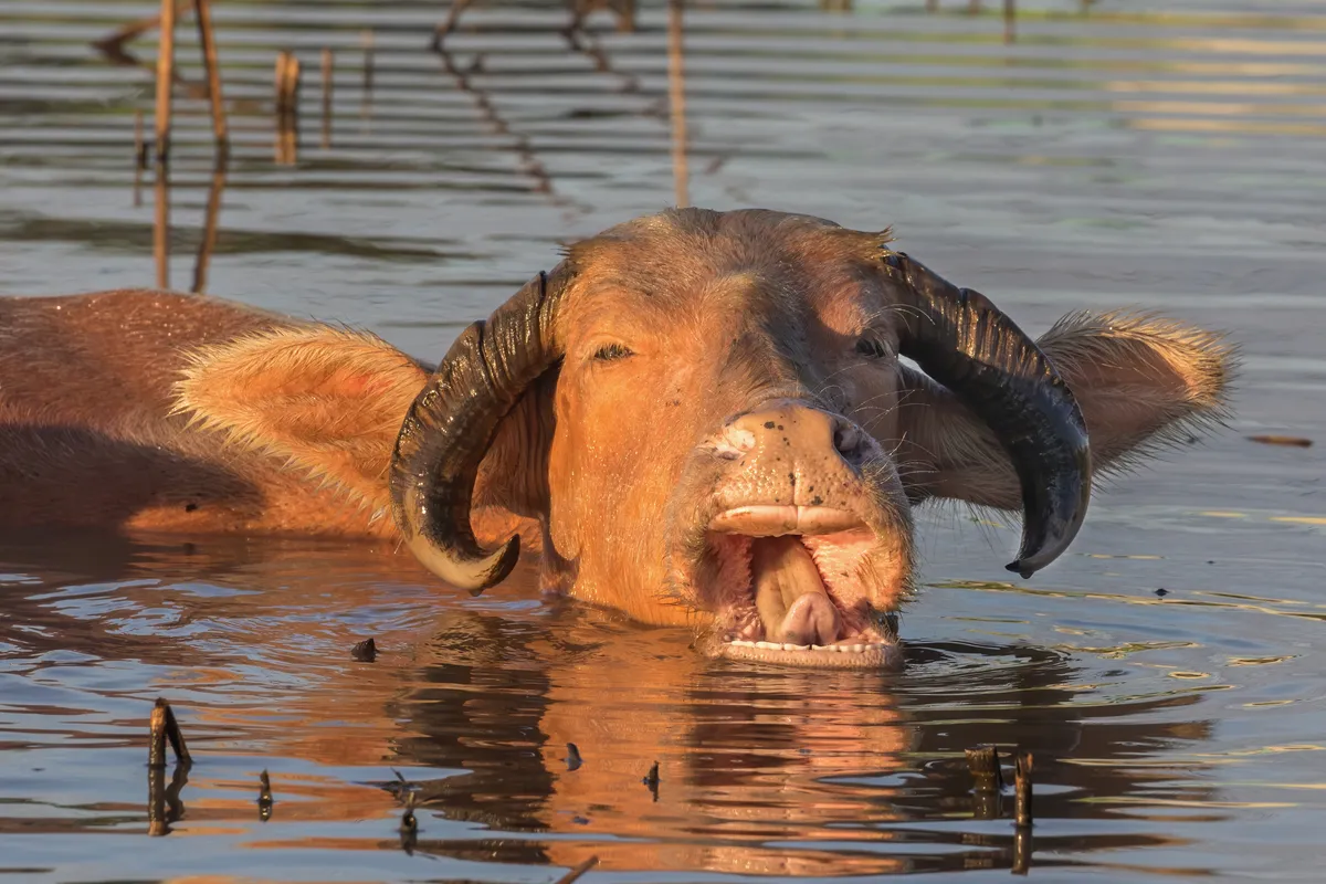 Water Buffalo