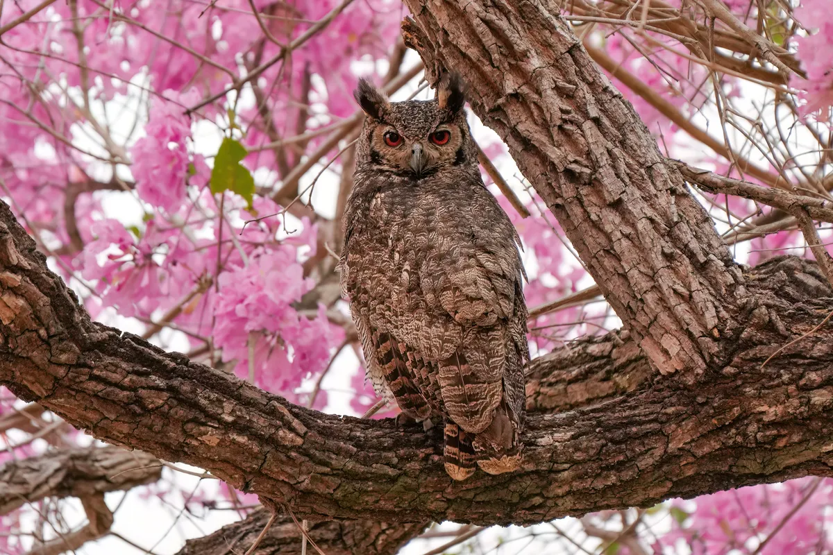 Great Horned Owl
