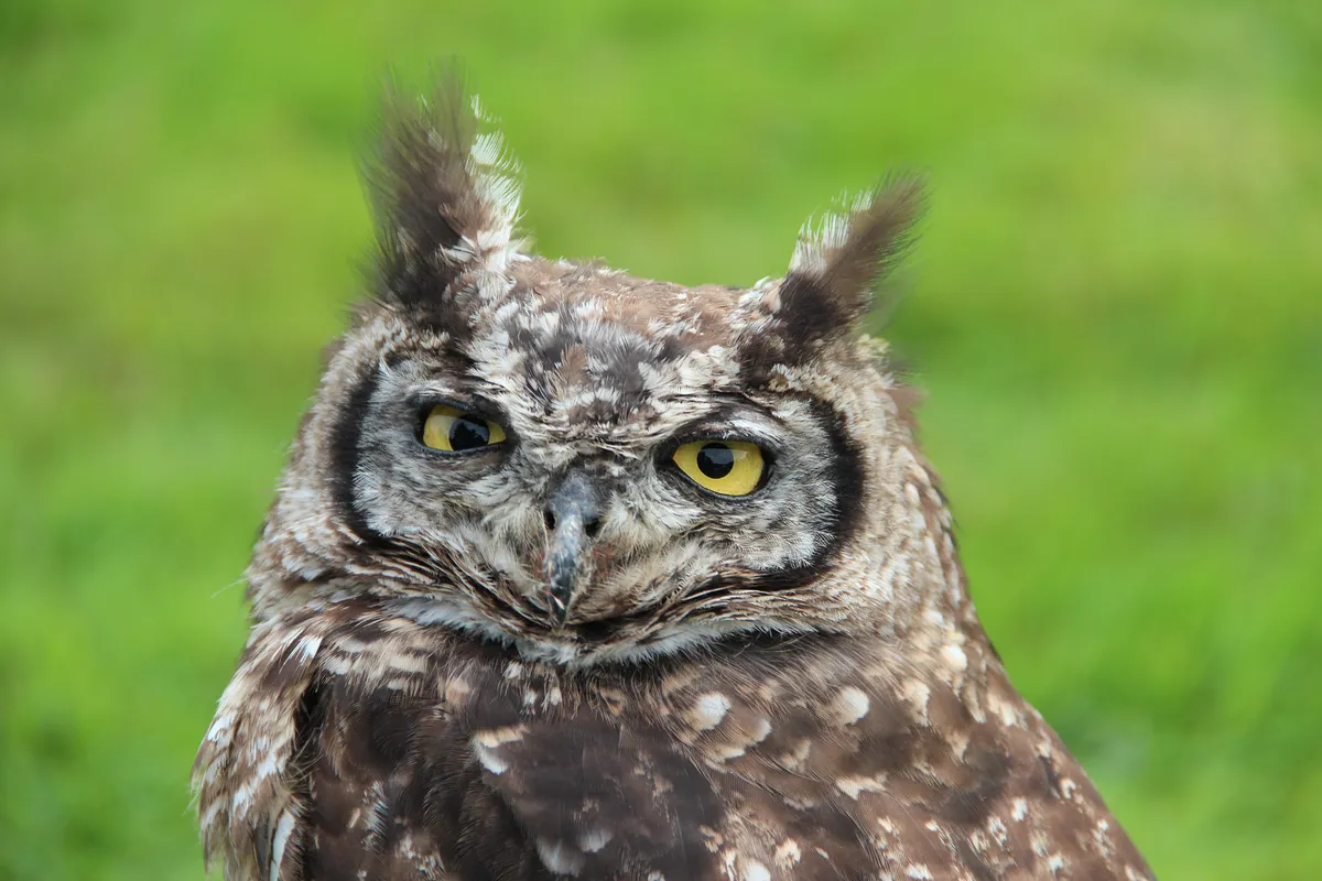 Great Horned Owl