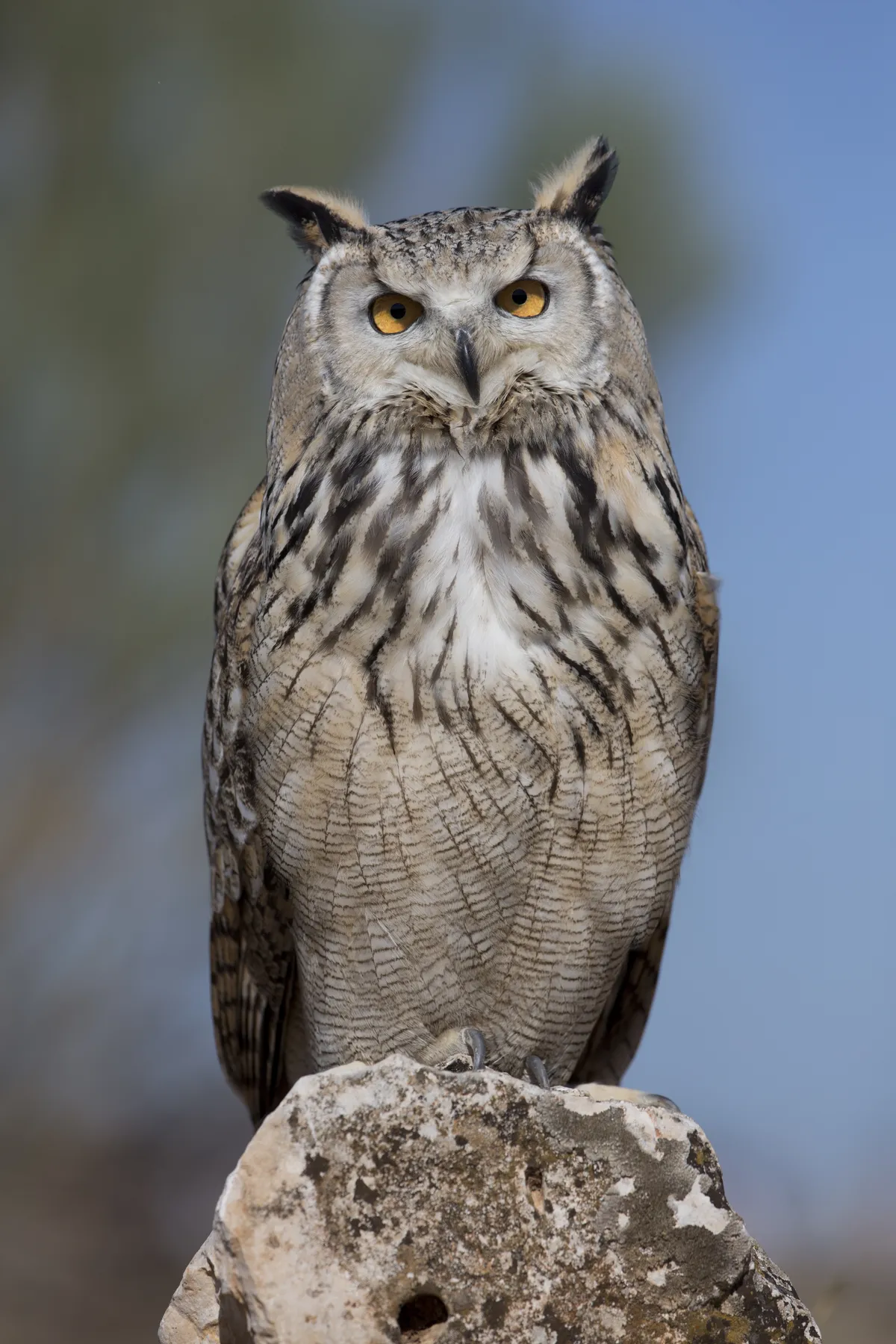 Great Horned Owl