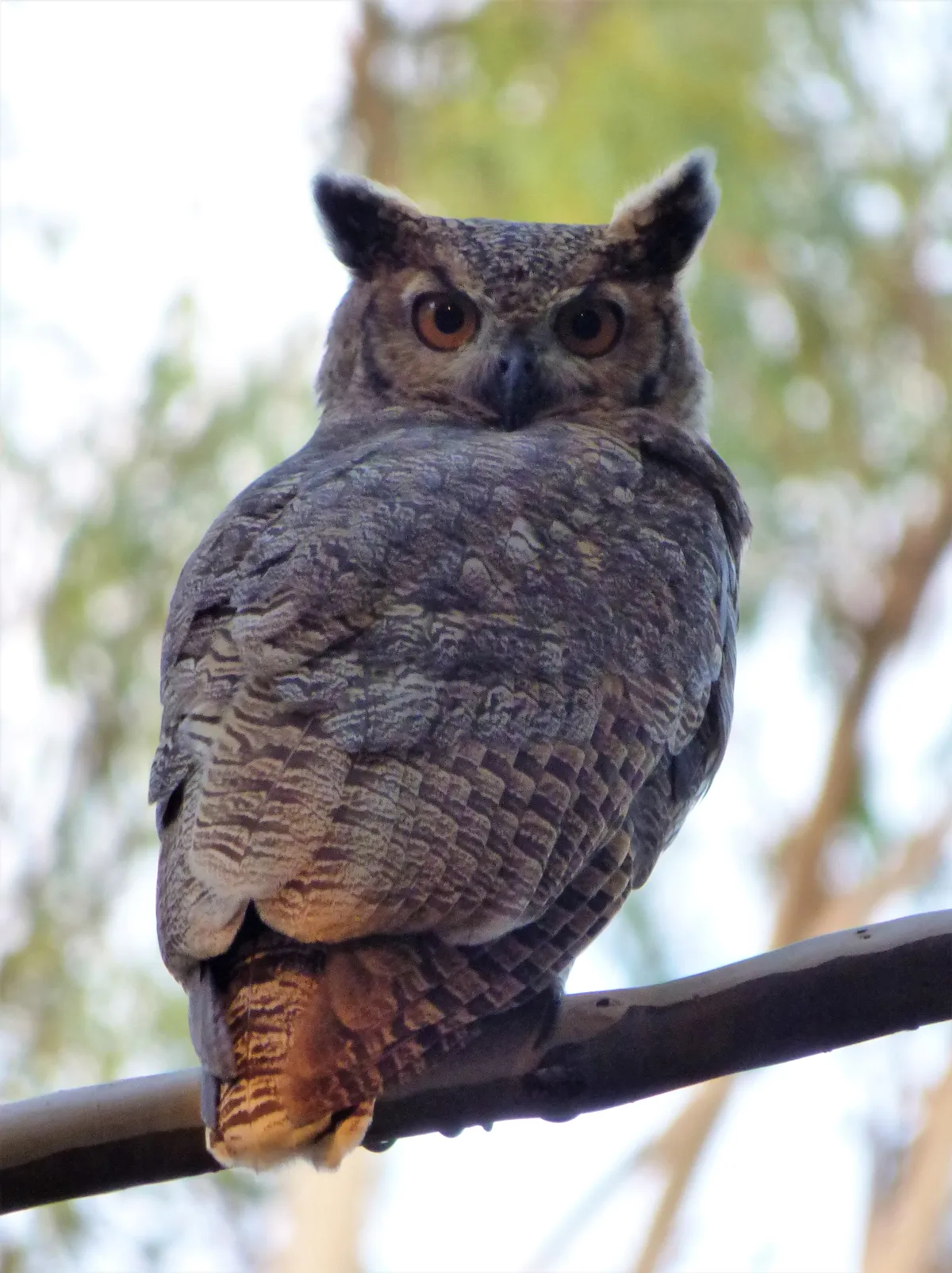 Great Horned Owl