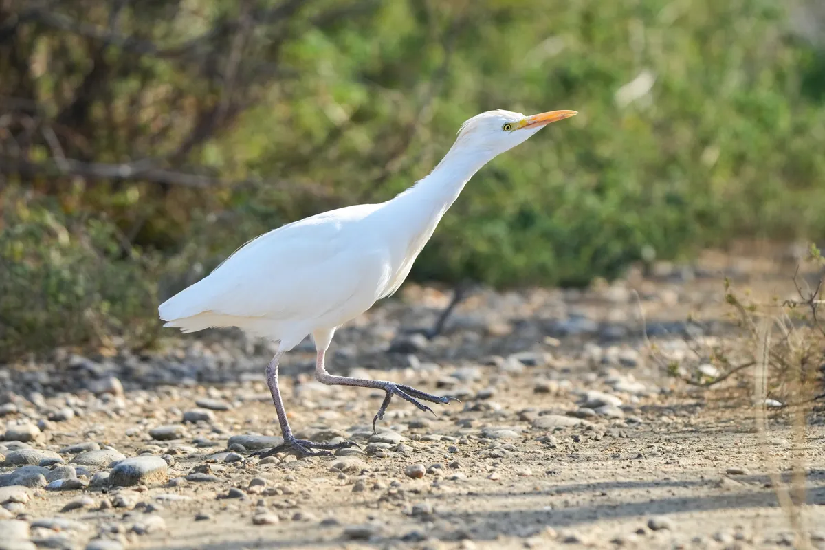 Bubulcus ibis