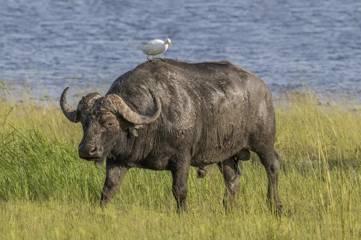 Cattle Egret