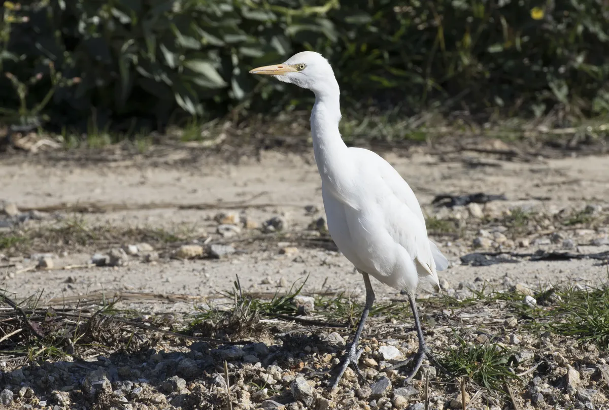 Cattle Egret