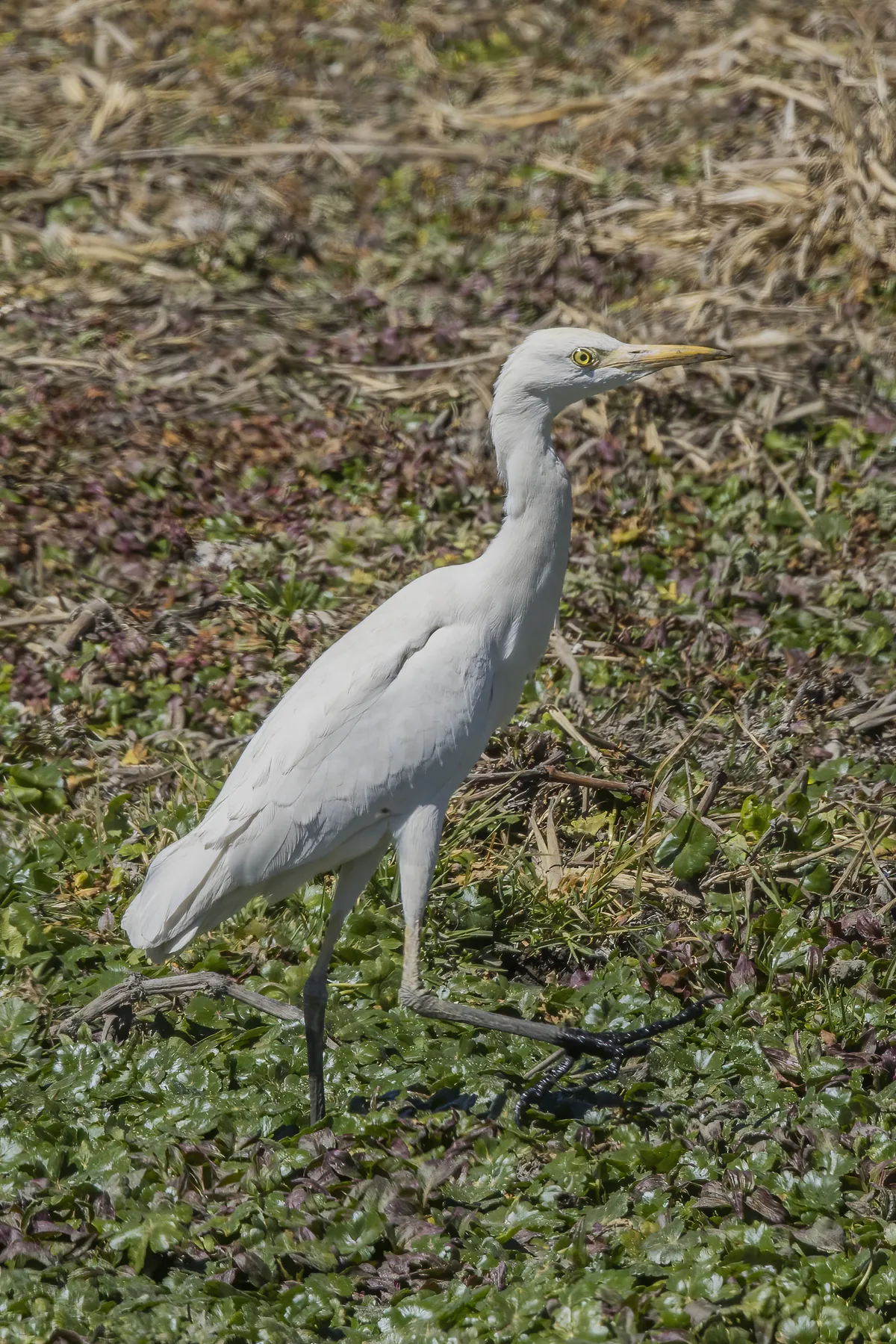 Cattle Egret