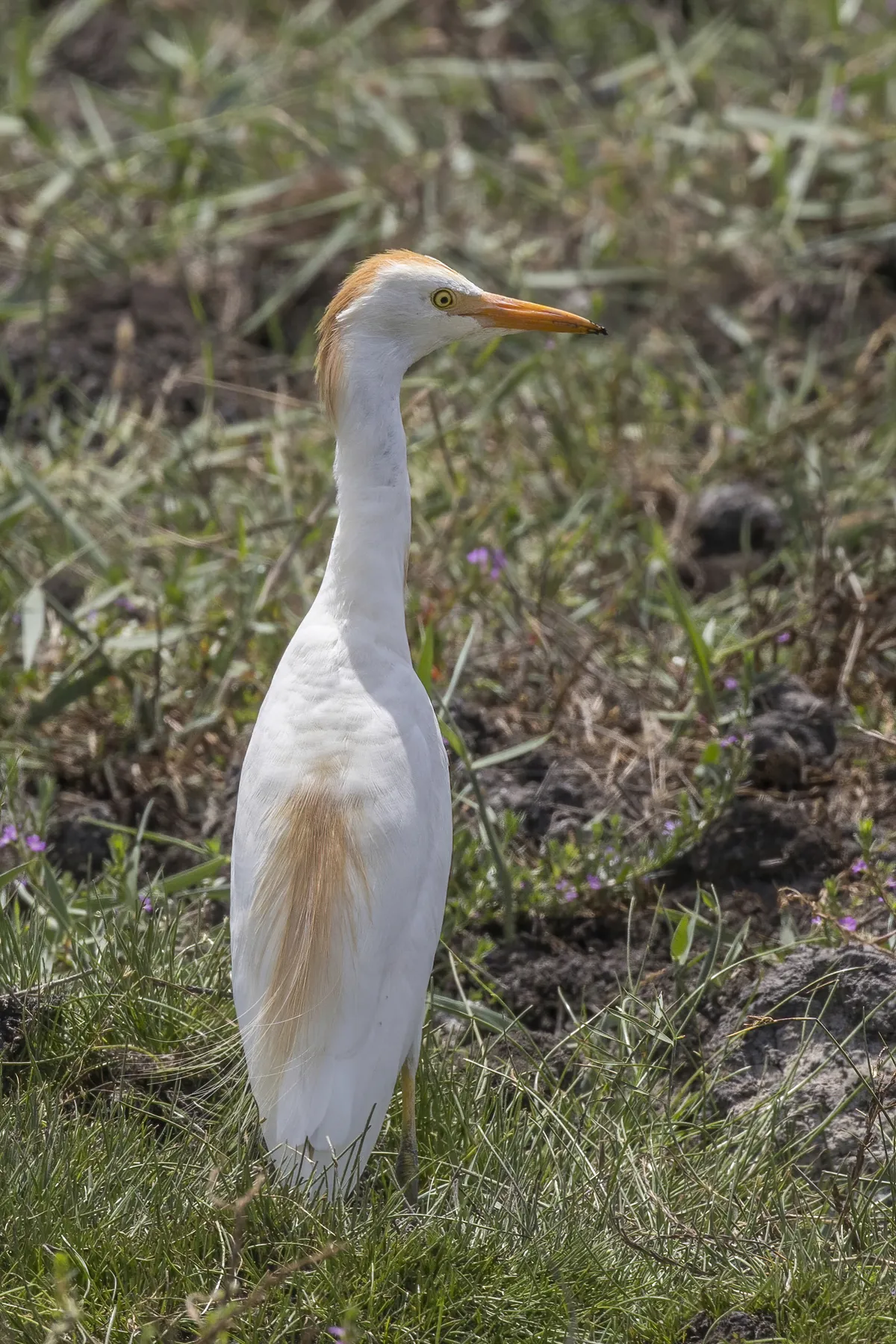 Cattle Egret