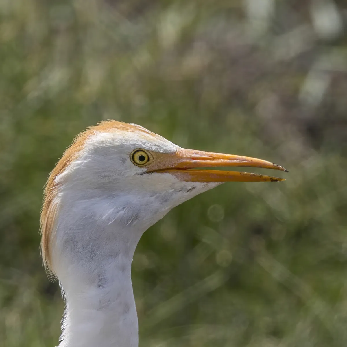 Cattle Egret