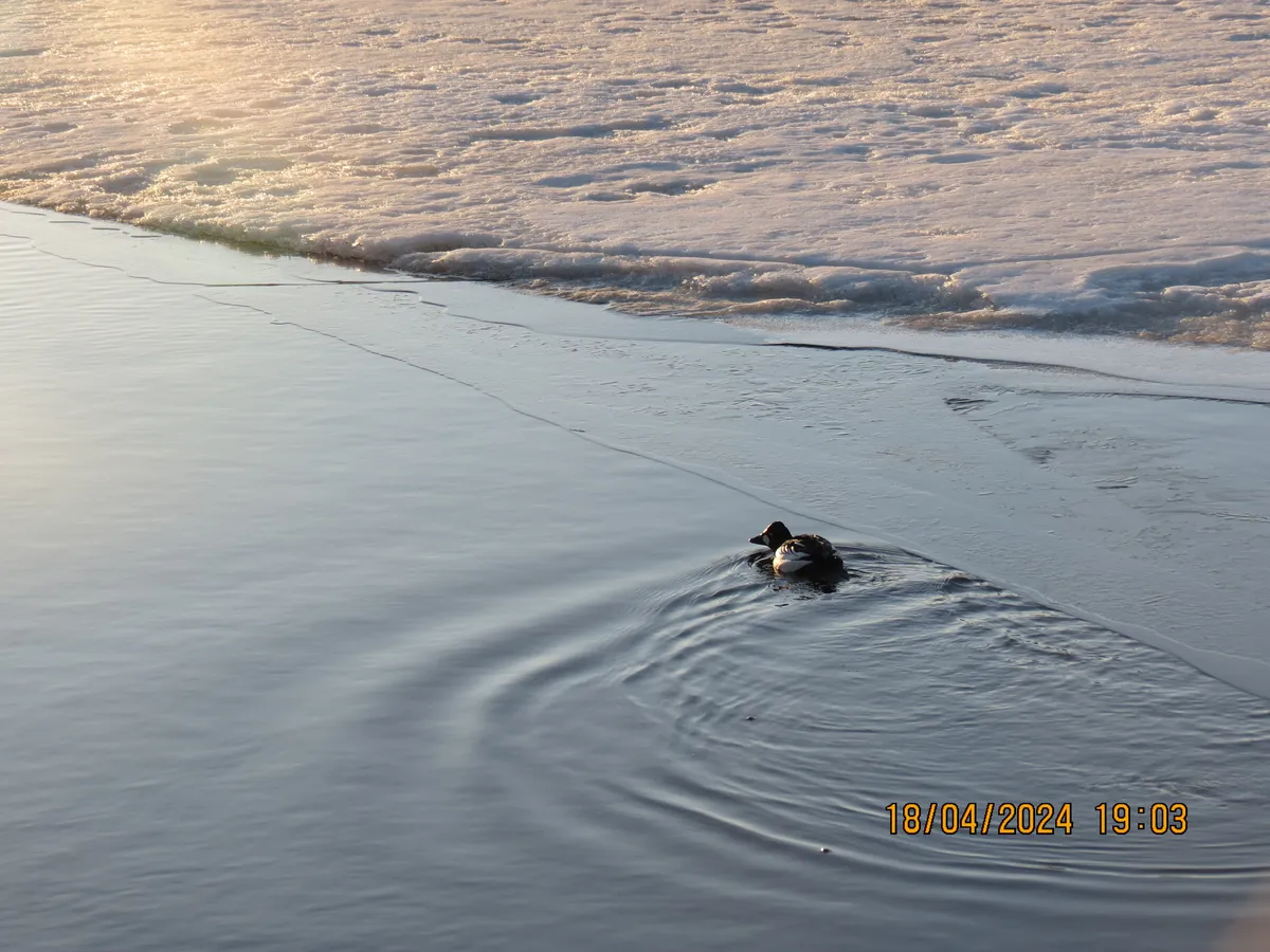 Pato Goldonejo Común