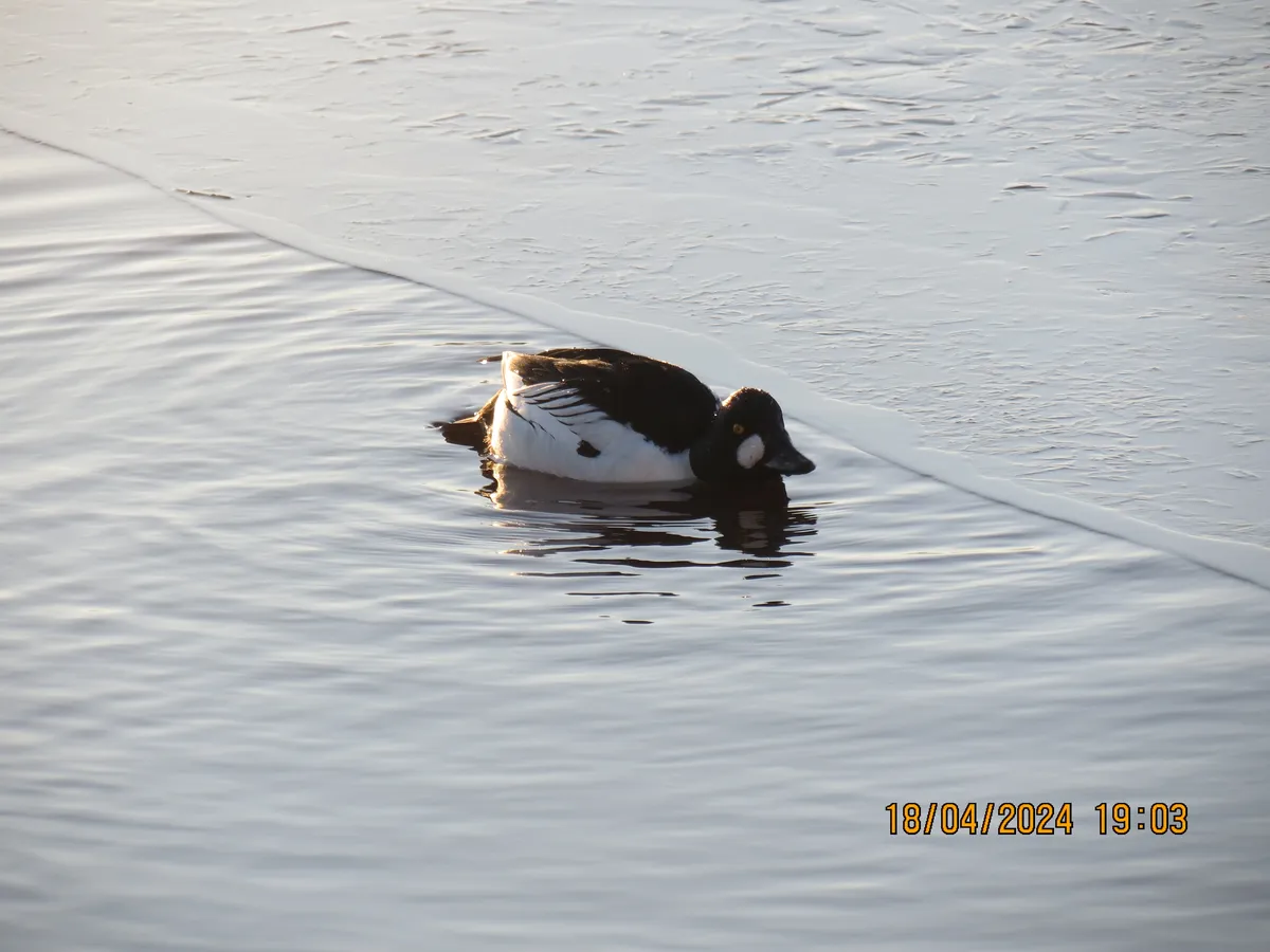 Pato Goldonejo Común