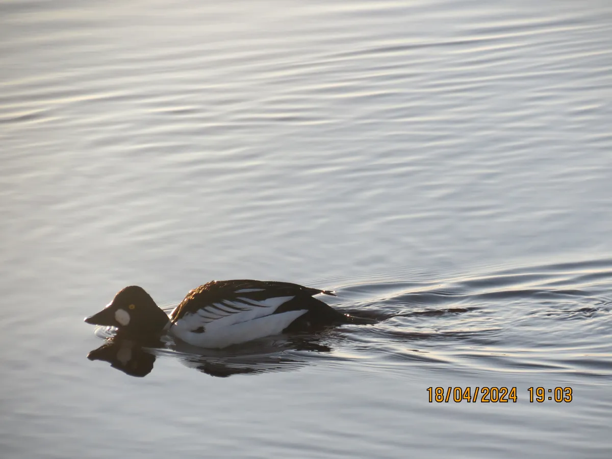 Pato Goldonejo Común