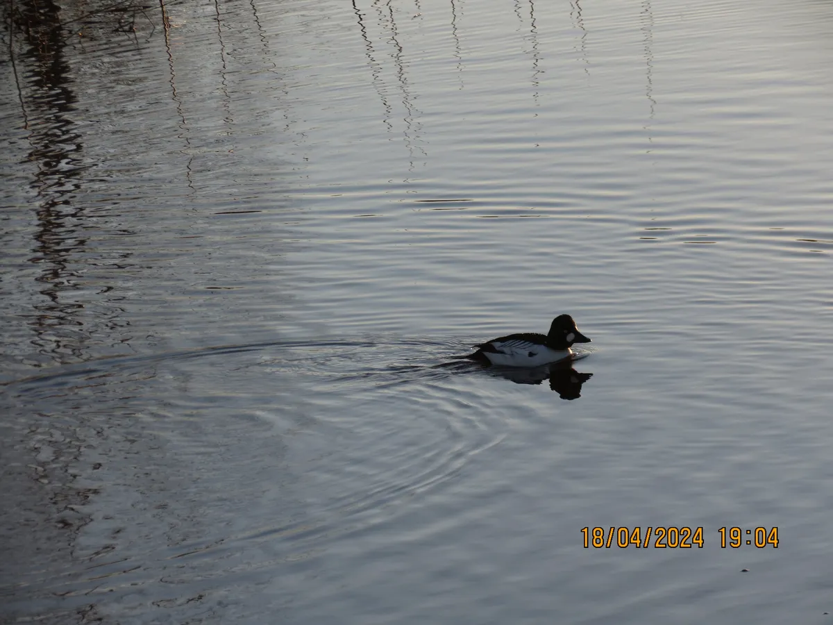 Pato Goldonejo Común