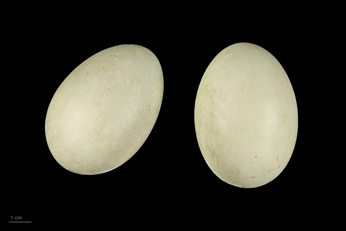 Pato Goldonejo Común