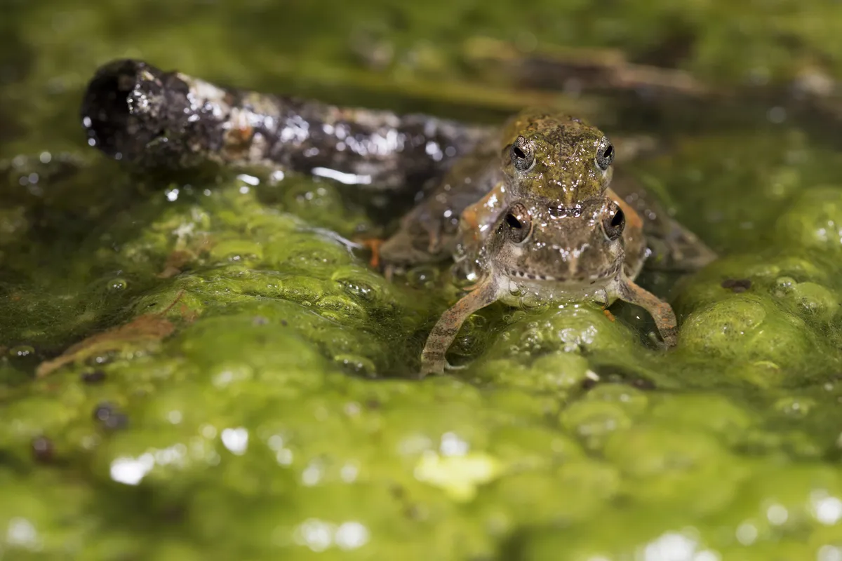 Rana Kajika de Yaeyama