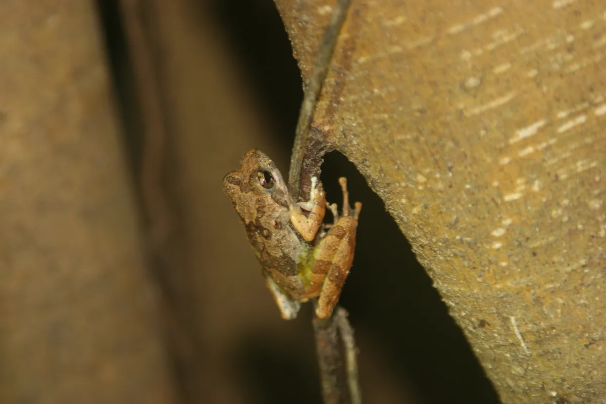 Rana Kajika de Ryukyu