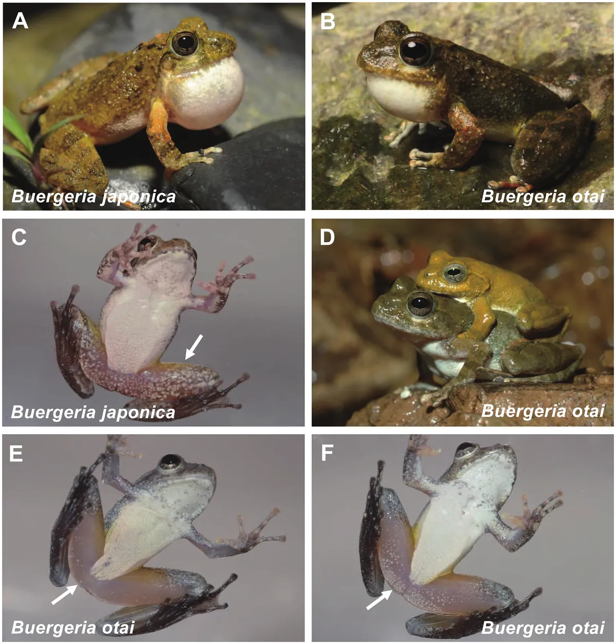 Rana Kajika de Ryukyu