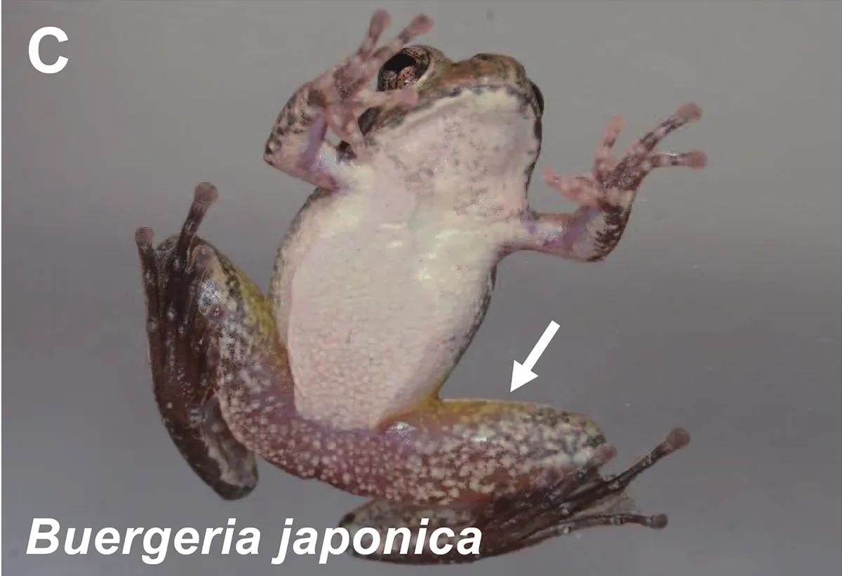 Rana Kajika de Ryukyu