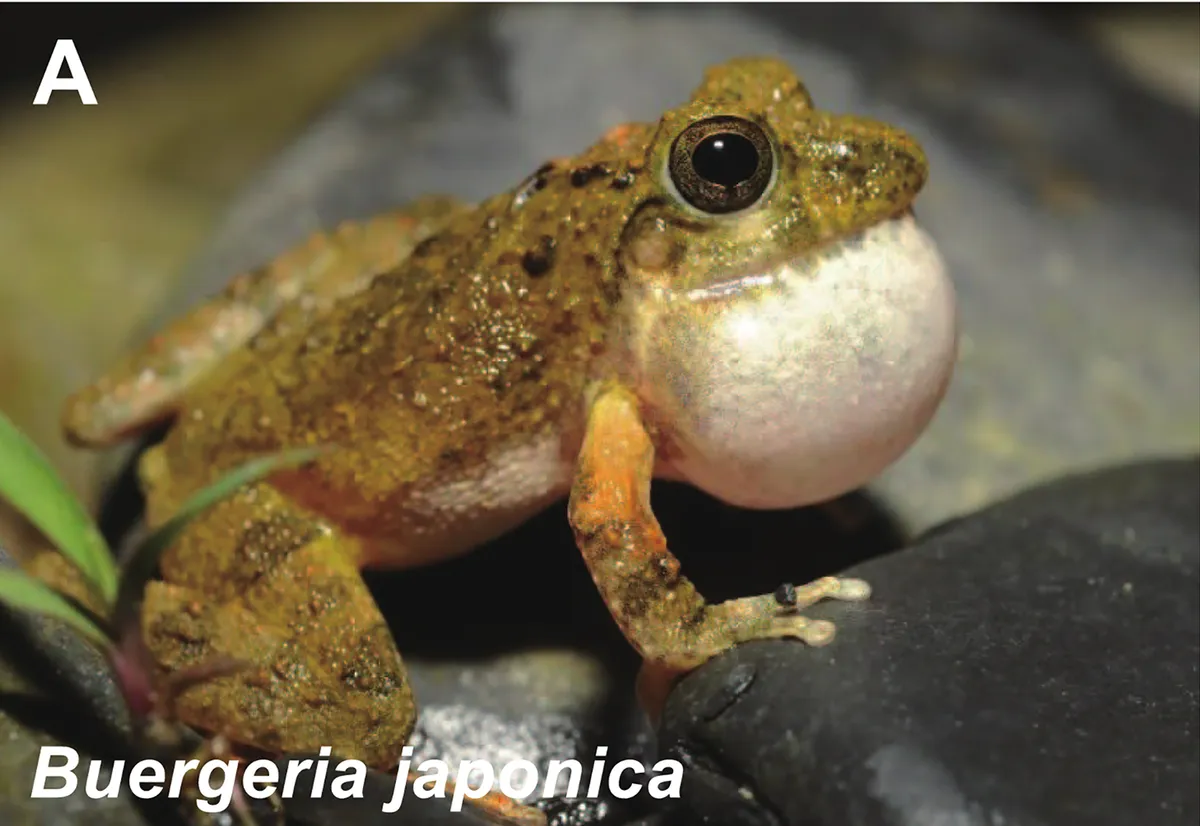 Rana Arbórea de Otai