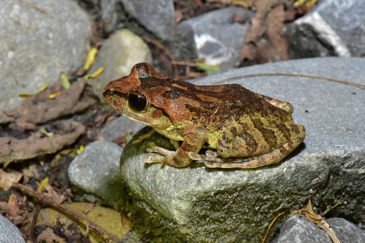 Robust Buerger's Frog