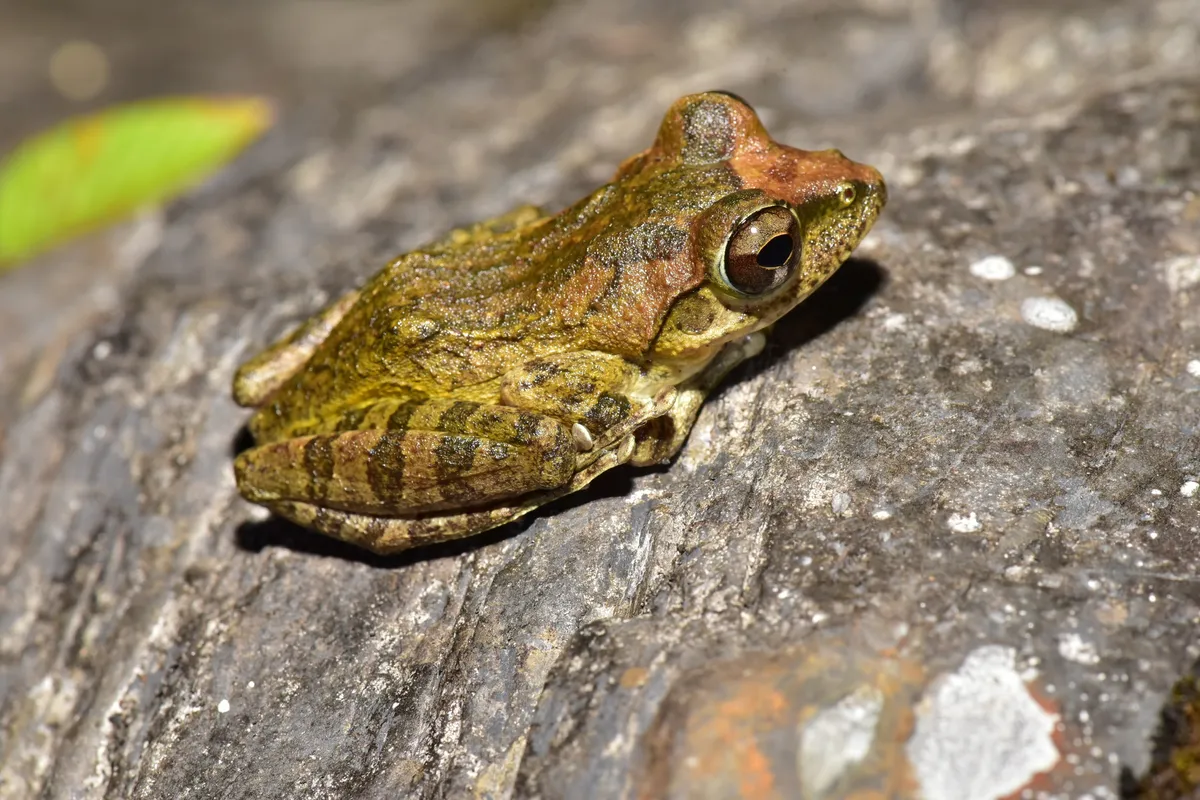 Robust Buerger's Frog