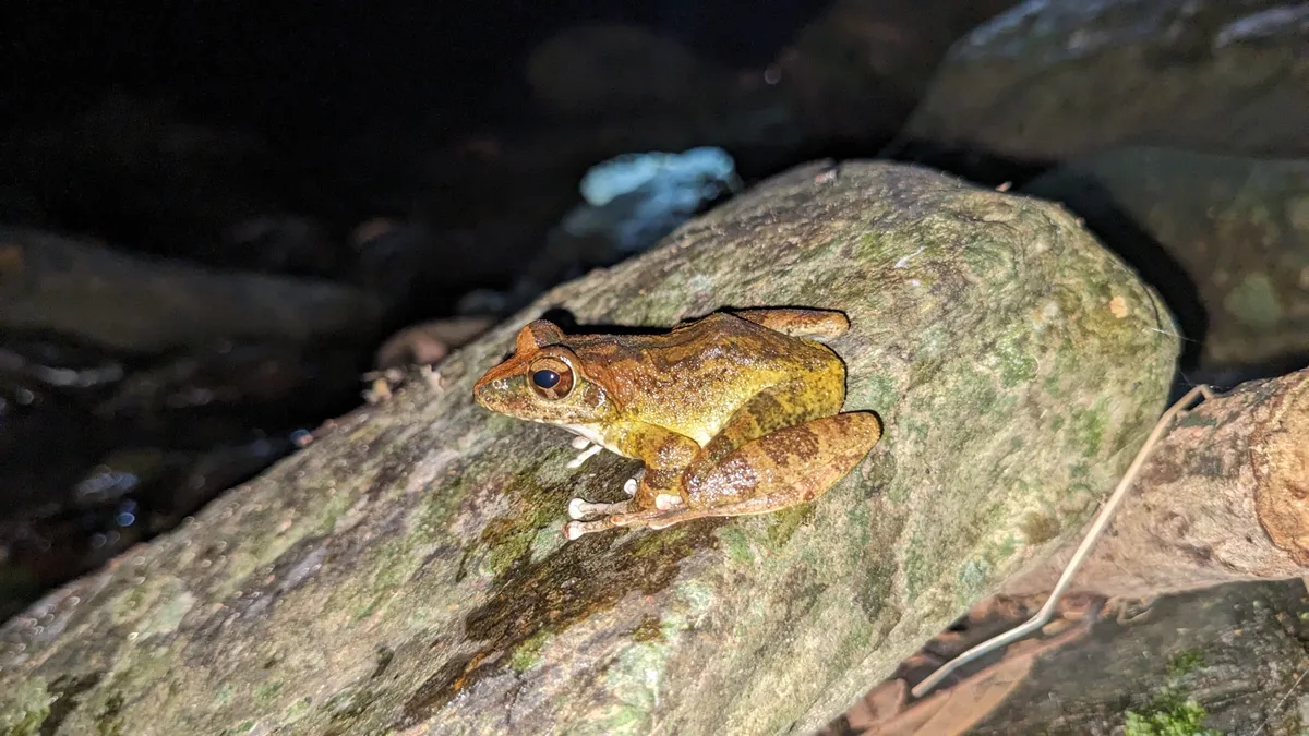 Robust Buerger's Frog