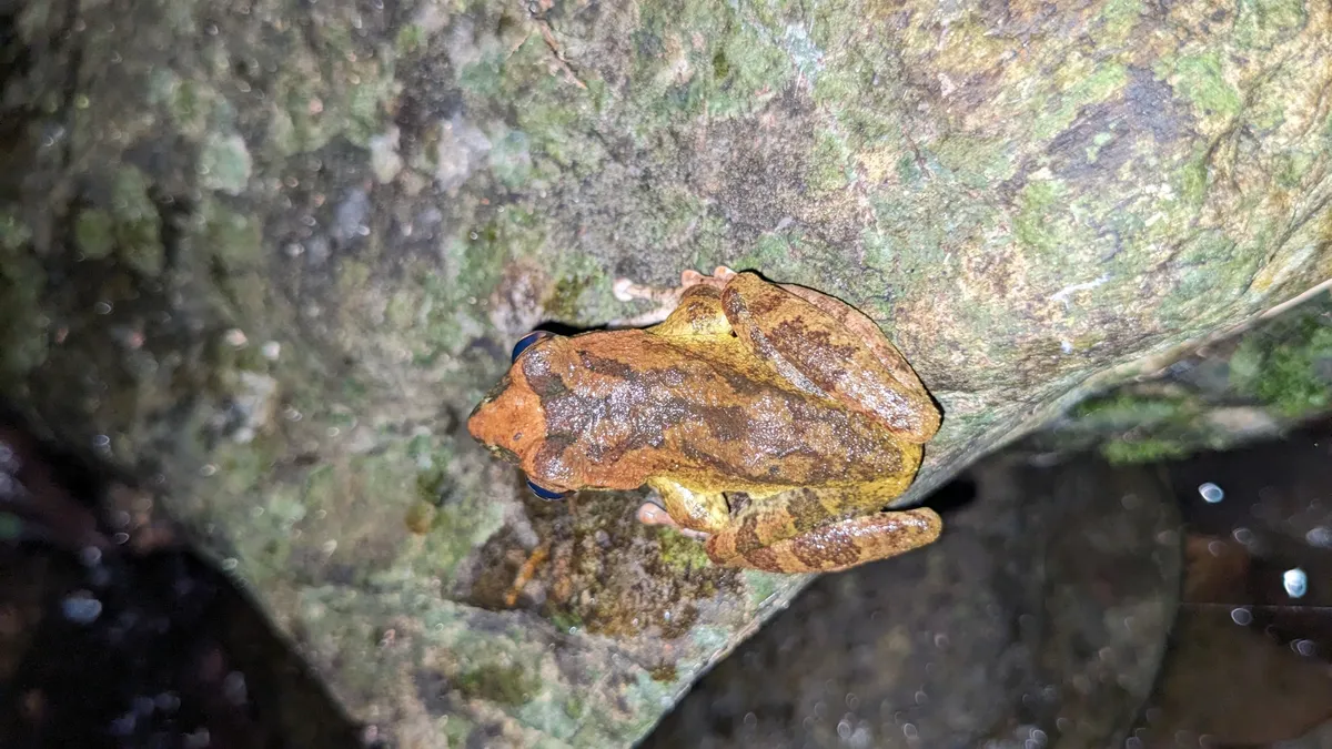 Robust Buerger's Frog