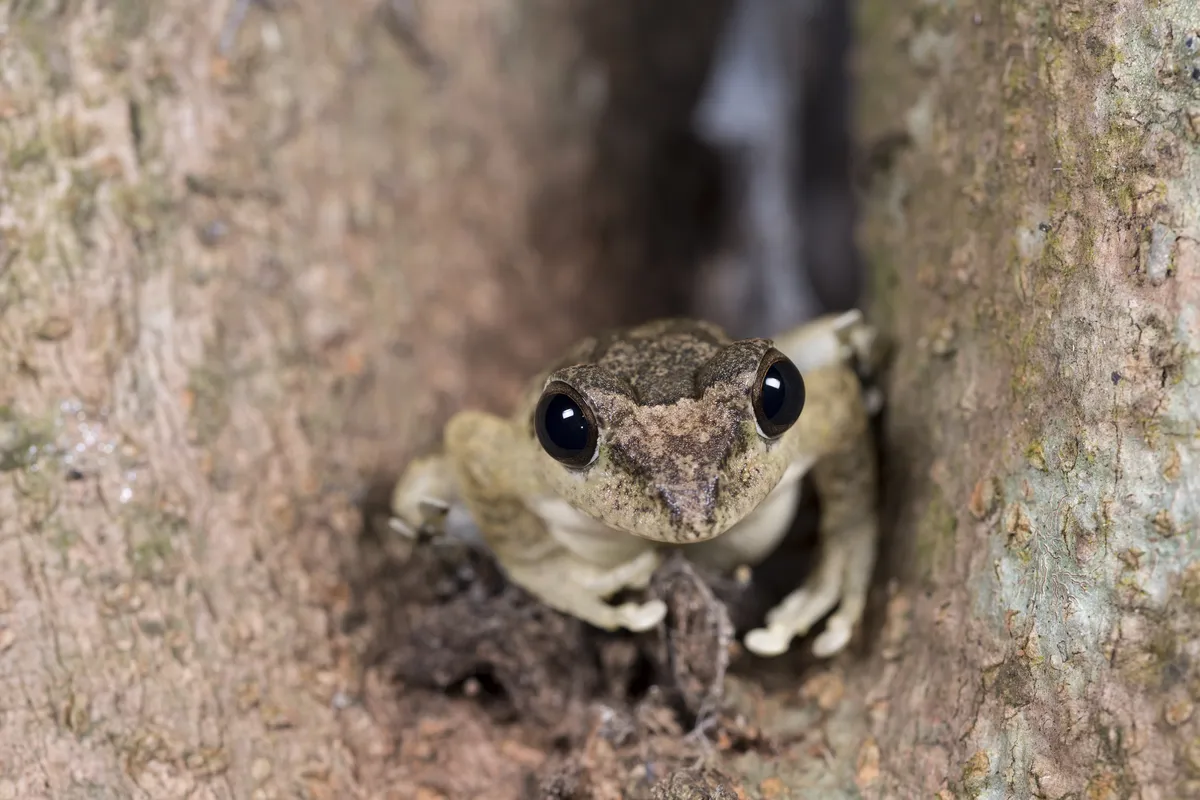 Robust Buerger's Frog