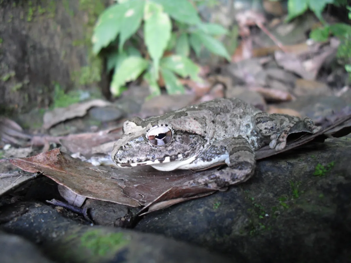 Robust Buerger's Frog