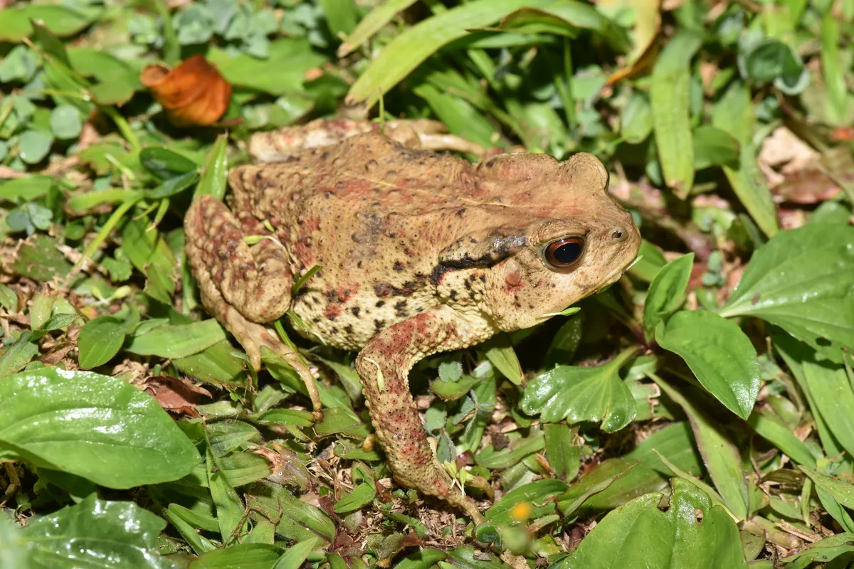 Sapo de Formosa Central