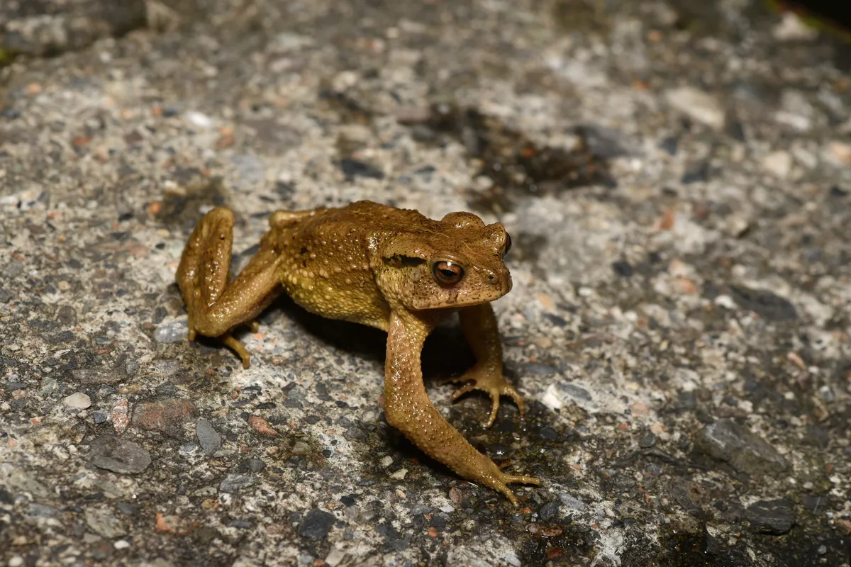 Sapo de Formosa Central