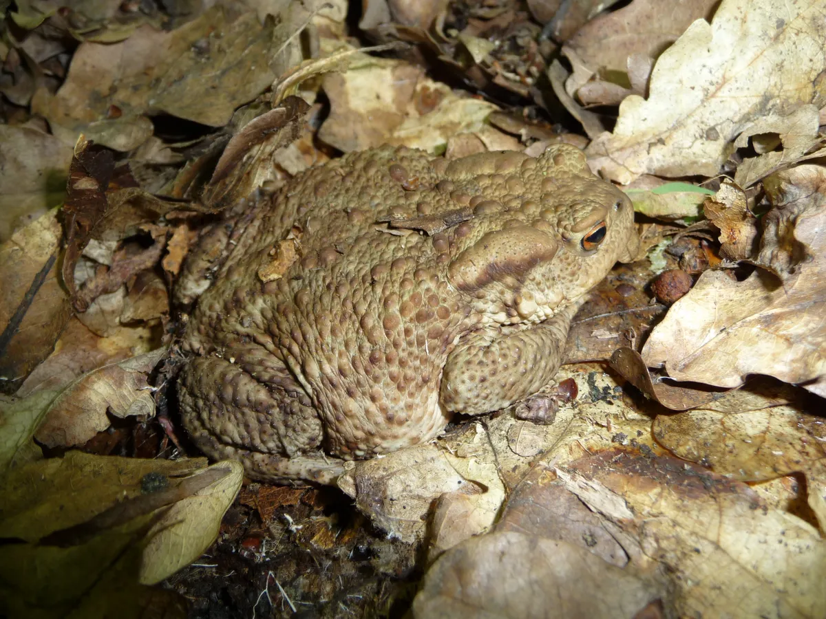 Common Toad