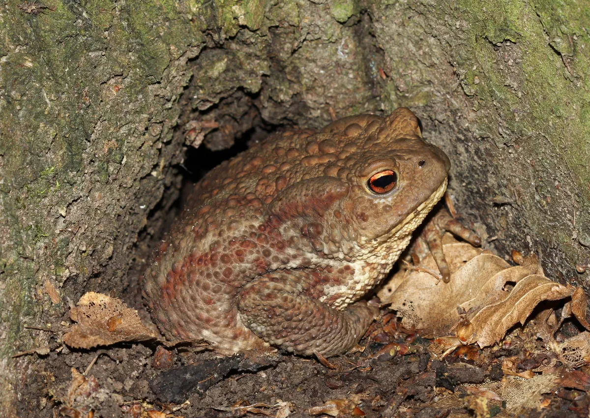 Common Toad