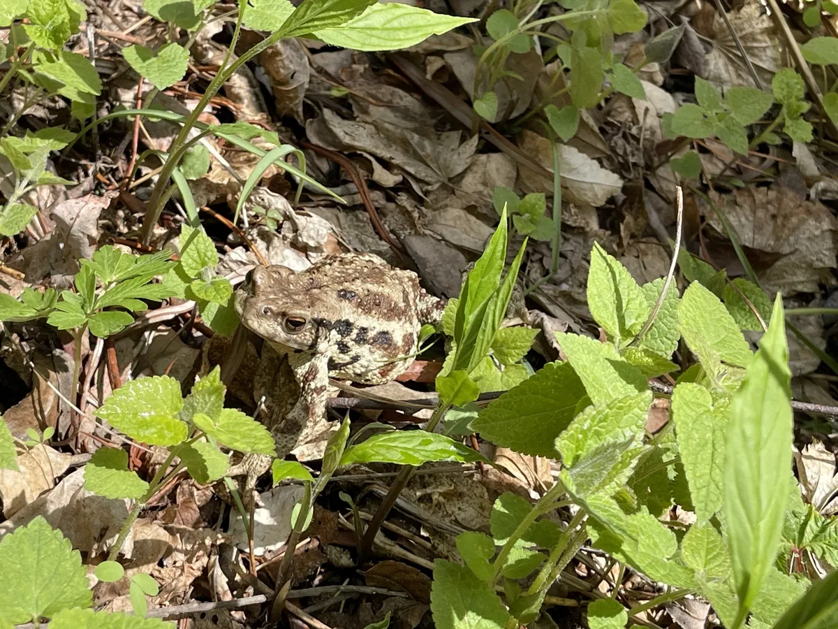 Asiatic Toad