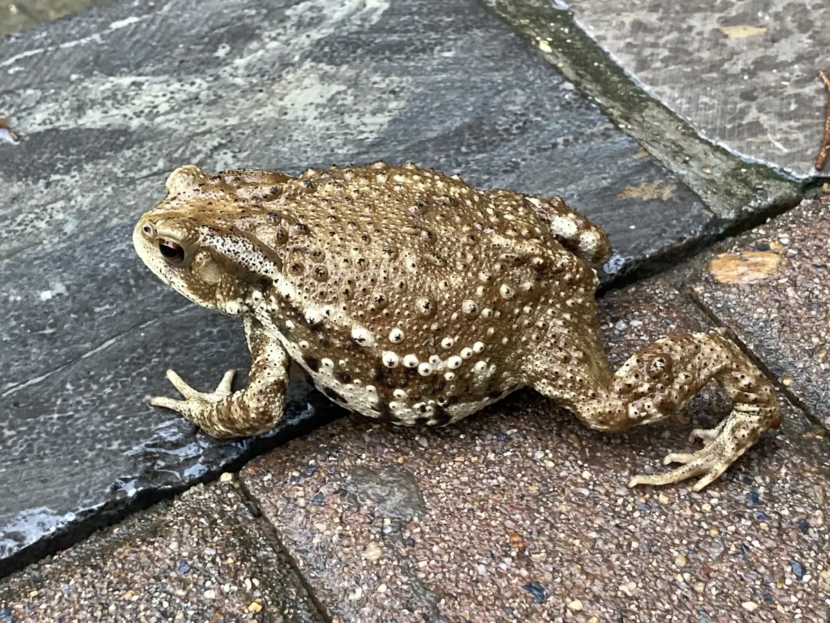 Asiatic Toad