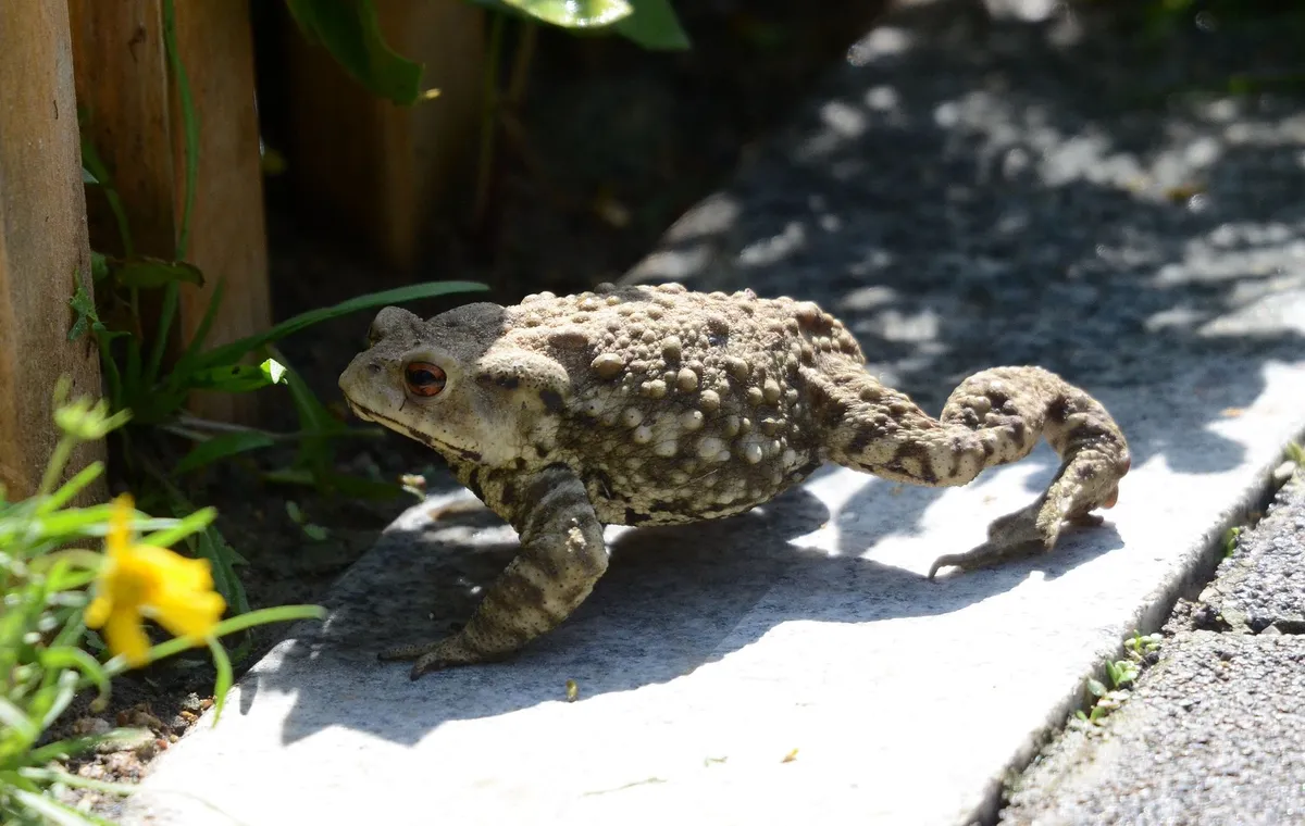 Asiatic Toad