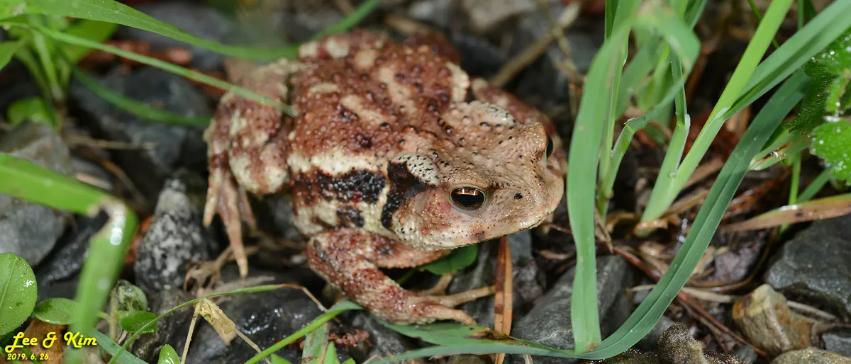 Asiatic Toad