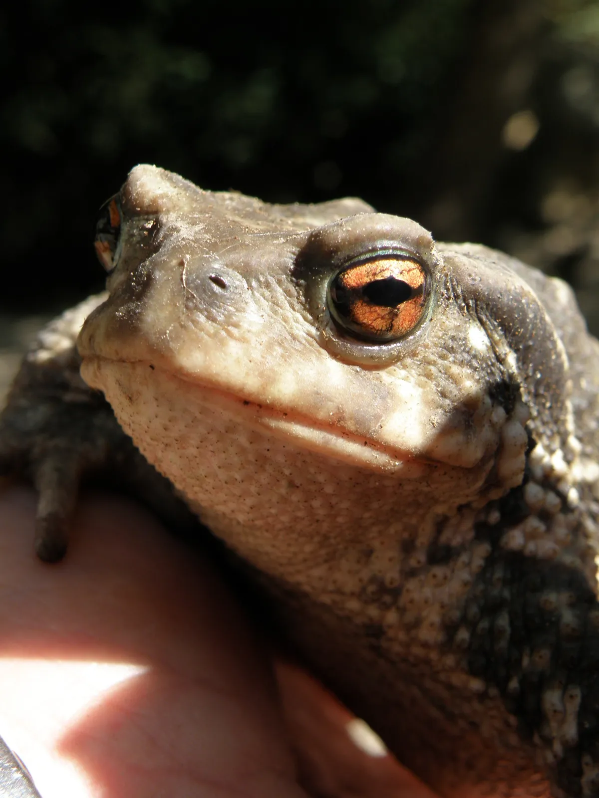 Bufo spinosus
