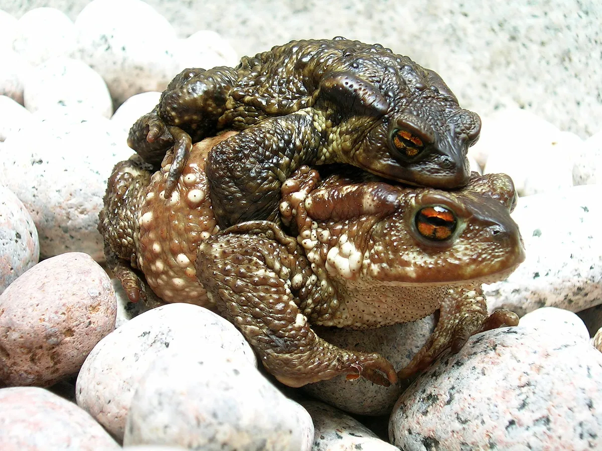Western Common Toad