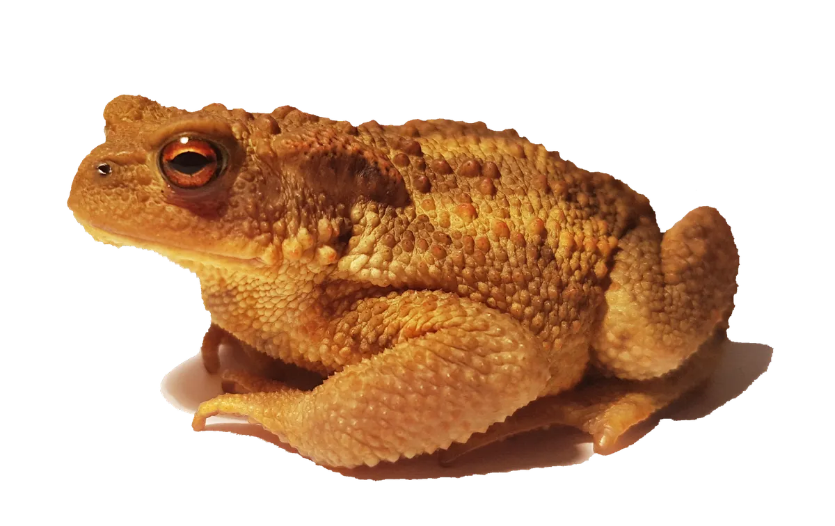Western Common Toad