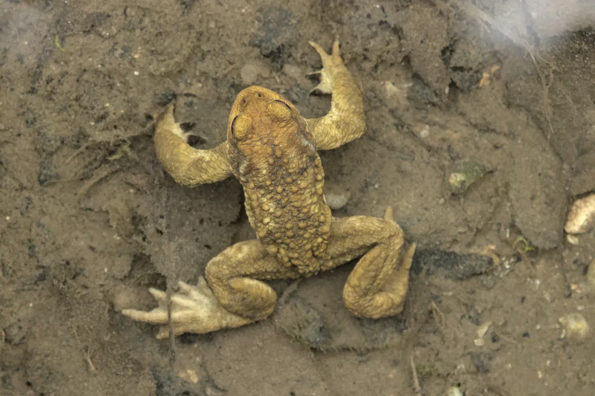 Western Common Toad